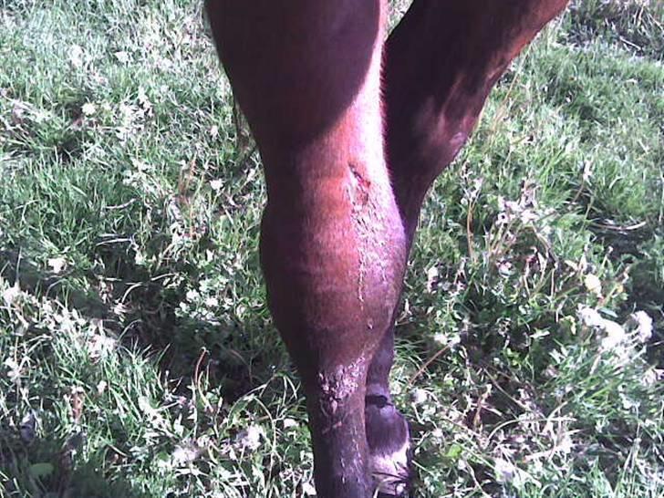 Traver Lep - i sommer, desværre midt i genoptræningen fra den anden skade, blev han sparket af den anden han står sammen med og fik en akillesene-skade(eller hvordan man nu staver til det) billede 4