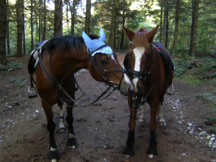 Tysk Sportspony Bogøs Nemo - Muskas&Nemo på skovtur :-) 2008 billede 9