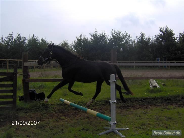 Anden særlig race Bajerbækgårdens Buick  billede 11