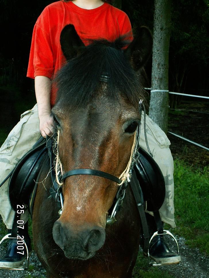 Anden særlig race Hilde *solgt* billede 2