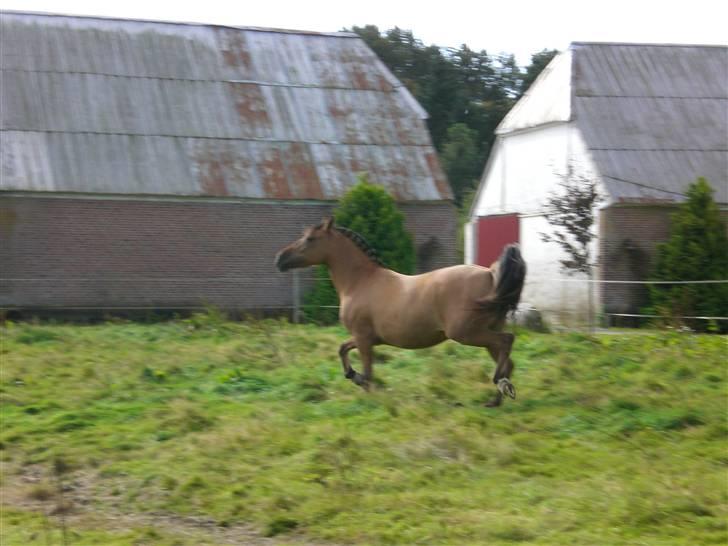 Anden særlig race Maddy *solgt* - "se, hvor fin jeg er". billede 10