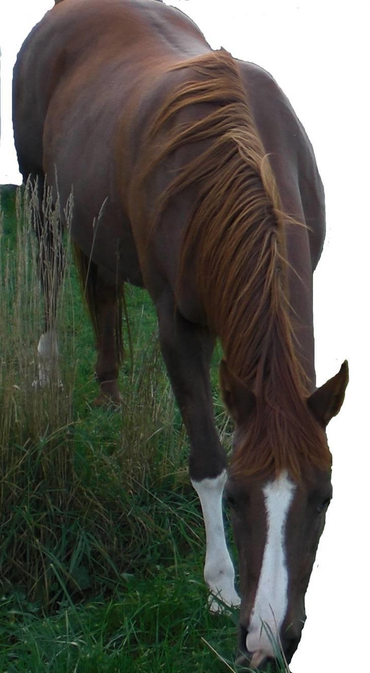 Arabisk fuldblod (OX) La Toya - den dag vi købte latoya. Har ikke haft bid på siden! billede 1