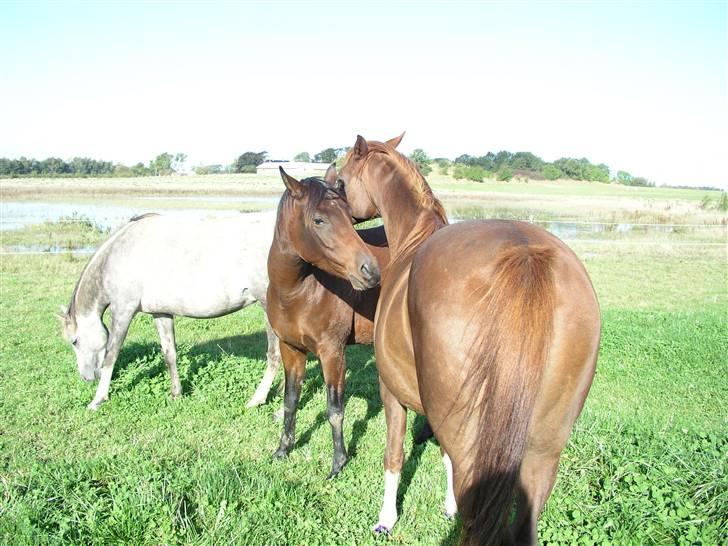 Arabisk fuldblod (OX) La Toya - Latoya og Eroz hygger billede 4