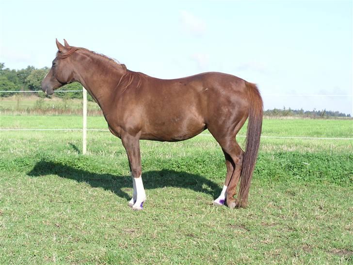 Arabisk fuldblod (OX) La Toya billede 7