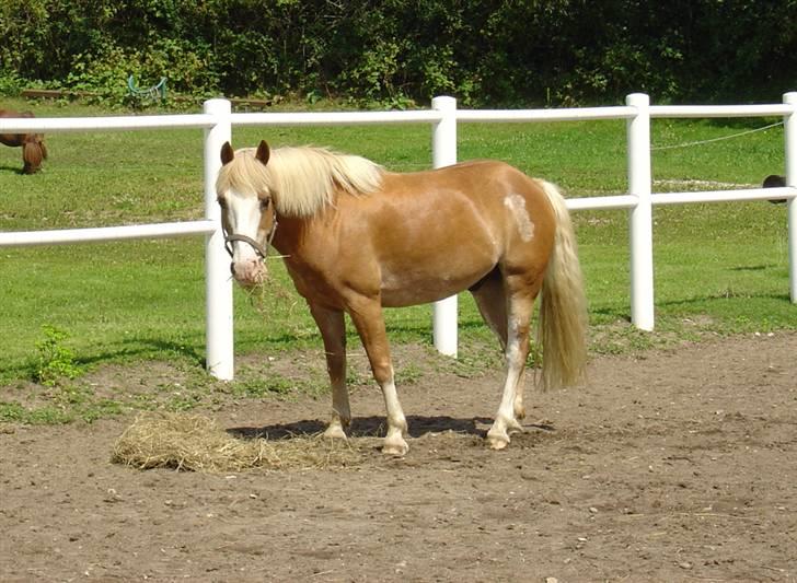 Anden særlig race | Jambo *Solgt* - *20*  billede 20