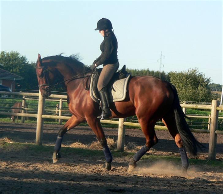 Hollandsk Varmblod Valentino billede 9