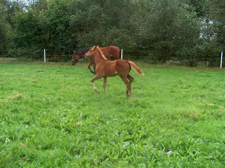 Dansk Varmblod Semper Fi - Semper Fi - 2 måneder billede 1