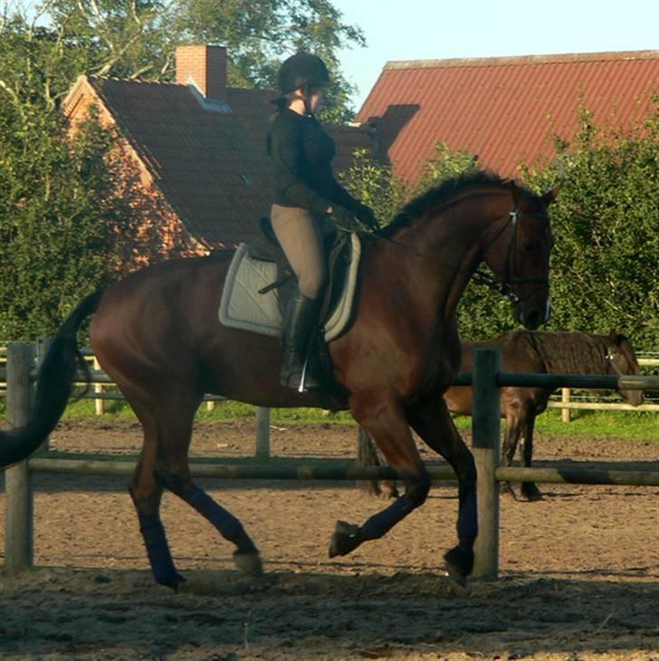 Hollandsk Varmblod Valentino billede 11
