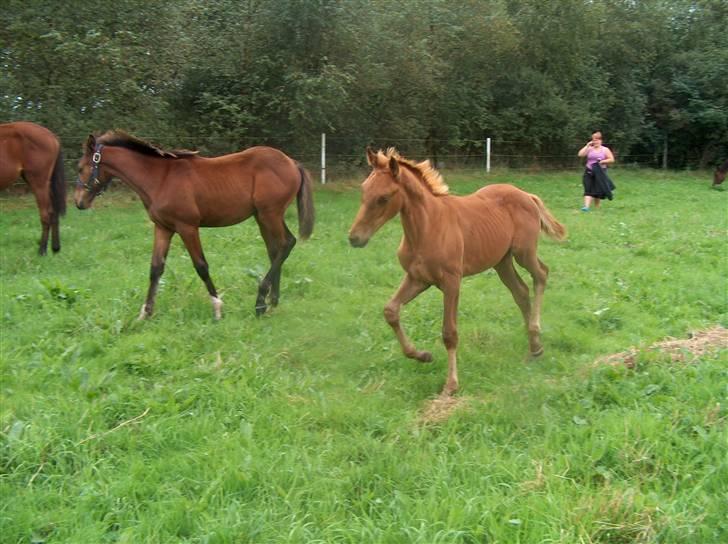 Dansk Varmblod Semper Fi - Semper Fi - "flyt jer, jeg skal frem :0) " billede 2