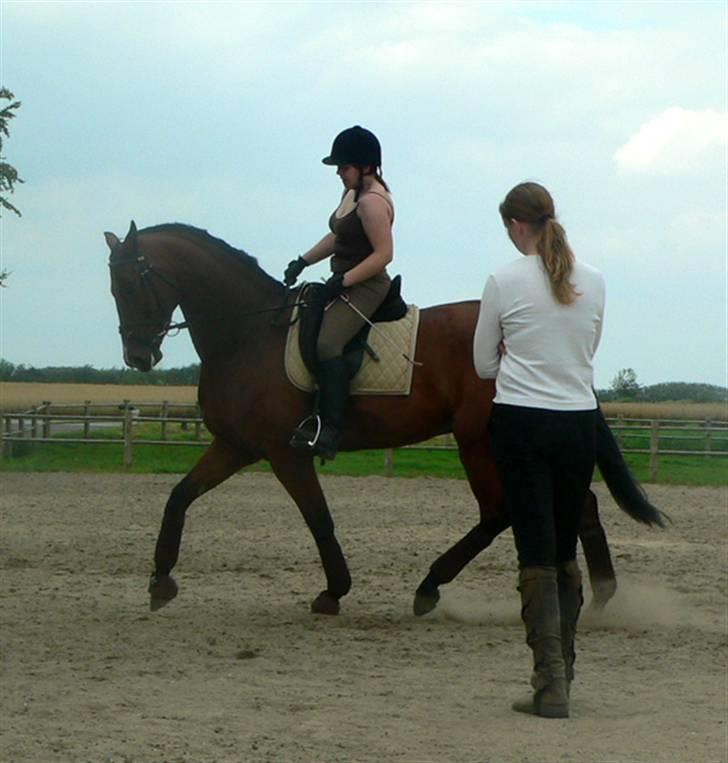 Hollandsk Varmblod Valentino billede 15