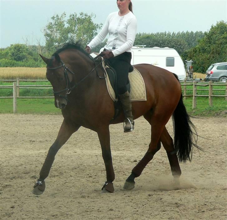Hollandsk Varmblod Valentino billede 16