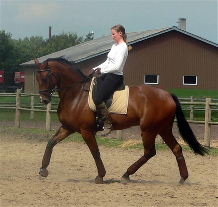 Hollandsk Varmblod Valentino billede 17