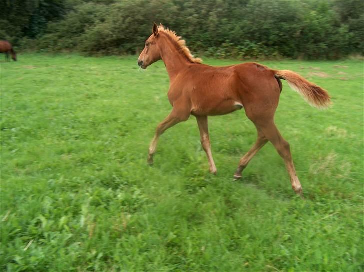 Dansk Varmblod Semper Fi - Semper Fi - " lad mig komme foran de andre" billede 3