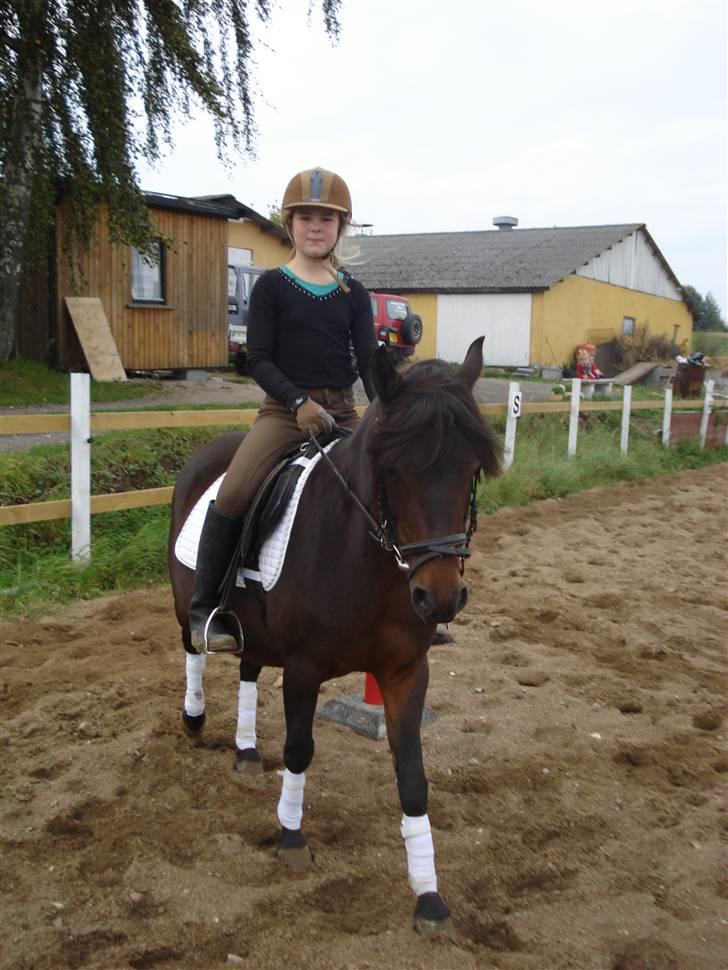 Anden særlig race Selina  - solgt - - Mie og hendes pony selina billede 1