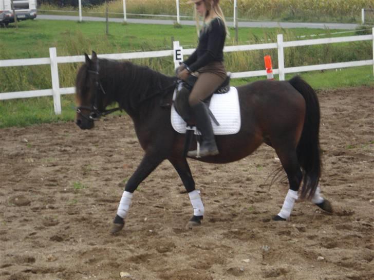 Anden særlig race Selina  - solgt - billede 2