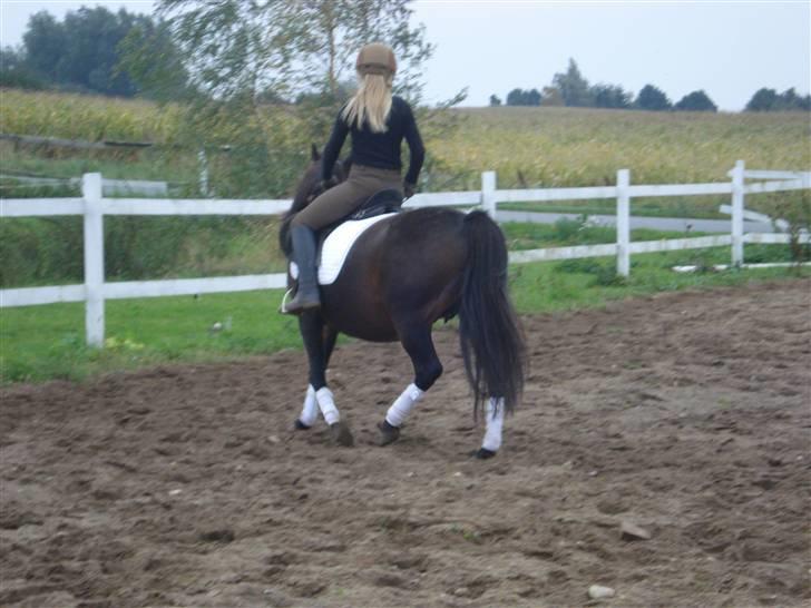 Anden særlig race Selina  - solgt - billede 3