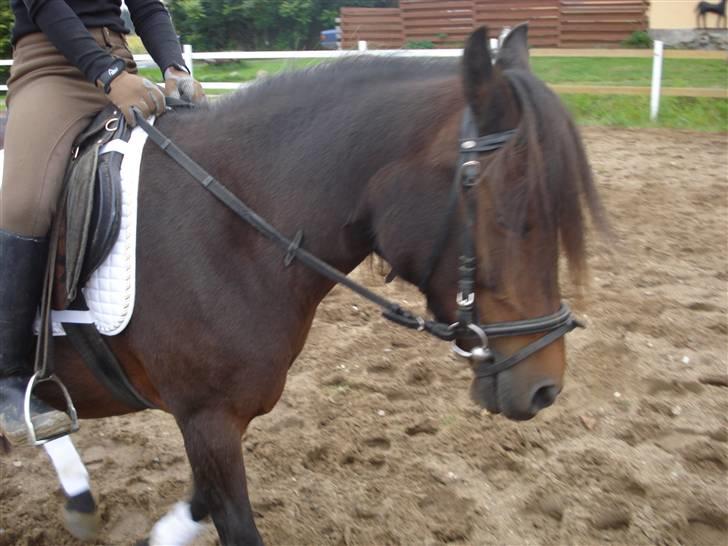 Anden særlig race Selina  - solgt - billede 5