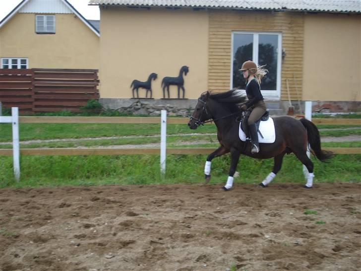 Anden særlig race Selina  - solgt - - I fuld gallop... billede 7