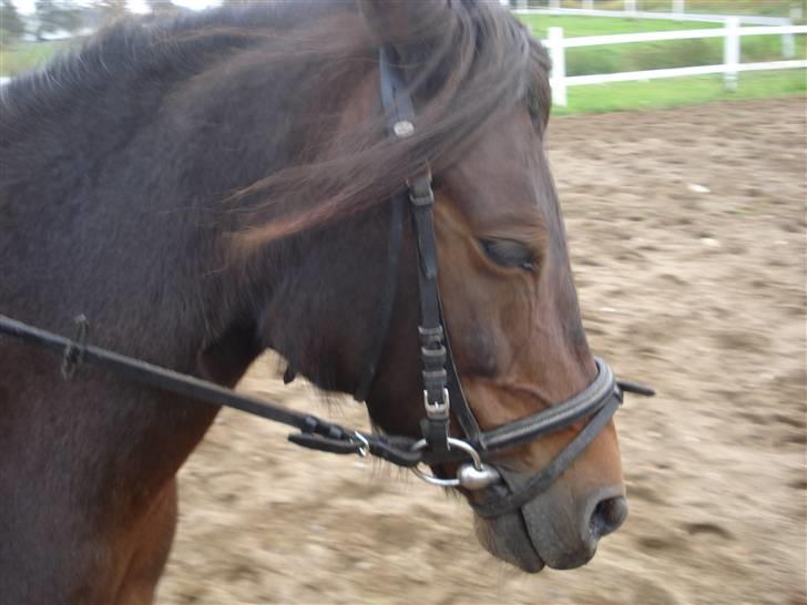 Anden særlig race Selina  - solgt - billede 9