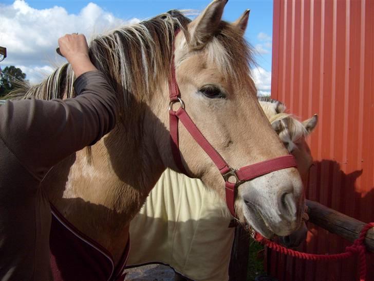 Fjordhest klaus - Det er så mig, Klaus!! billede 1