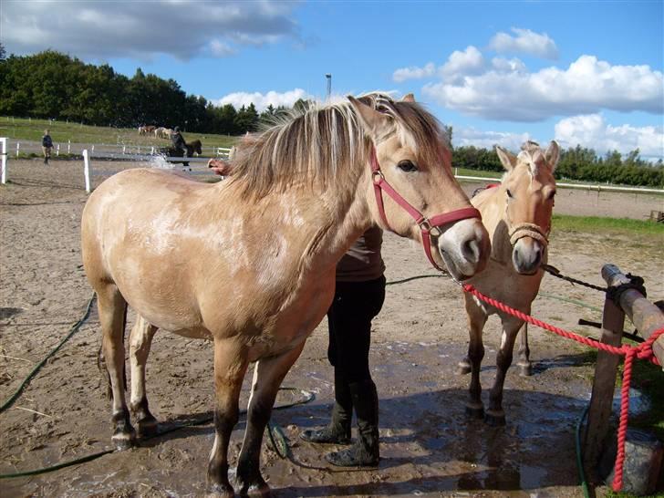Fjordhest klaus - Her bliver jeg vasket sammen med min bedste ven hjerter bellami billede 2