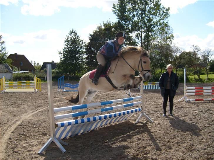 Fjordhest klaus - Jeg kan sagtens klare en meter mere!!!! billede 3