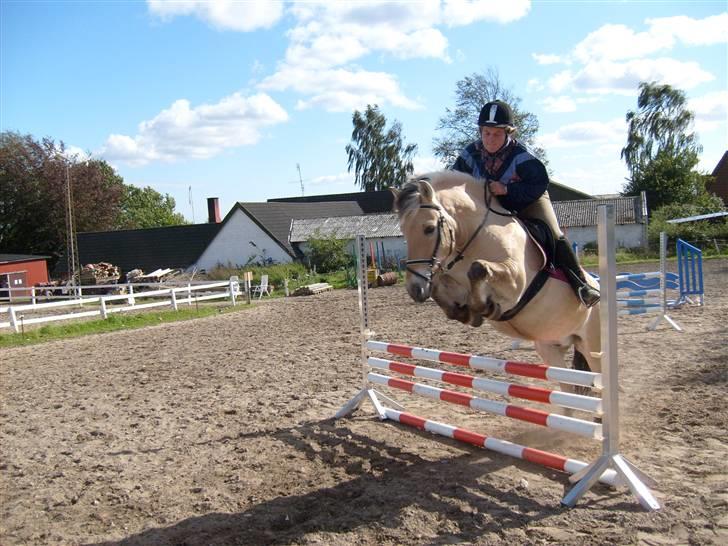 Fjordhest klaus - Er jeg ikke god til at springe?! billede 4