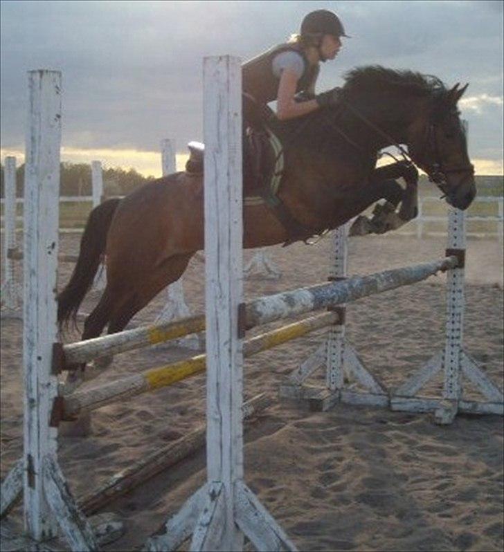 New Forest Margo  - springtræning, du er fantastisk...<3 Fotograf: mor. billede 14