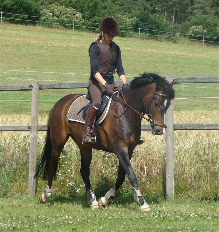 New Forest Margo  - springtræning hos pigerne: Cecilie Ditlev. billede 15