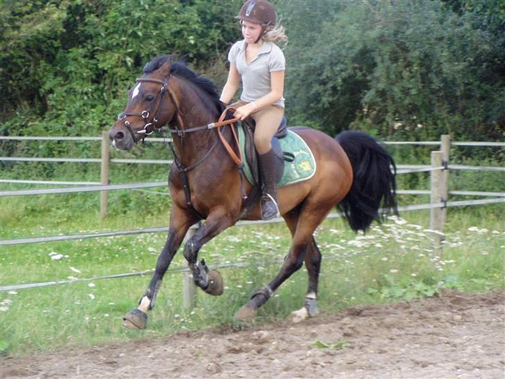 Anden særlig race Satrain off Fejø Solgt - Her ses henriette som rider ham i grunridning for os billede 3