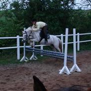 Welsh Pony (sec B) Gribsvads Jojo