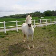 Welsh Pony (sec B) Gribsvads Jojo