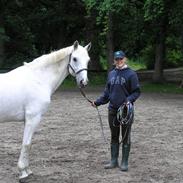 Anden særlig race Petit Cheval (SOLGT)