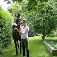 Traver Tornado Højgaard