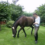 Traver Tornado Højgaard