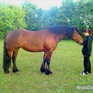 Irish Cob           Aisling *video*