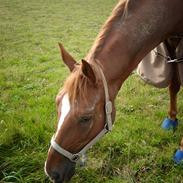 Hannoveraner Diablo    solgt