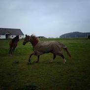 Hannoveraner Diablo    solgt