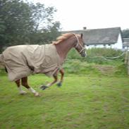 Hannoveraner Diablo    solgt