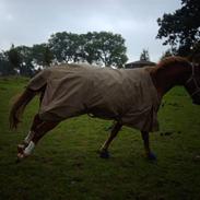 Hannoveraner Diablo    solgt