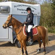 Anden særlig race Calibro **solgt**