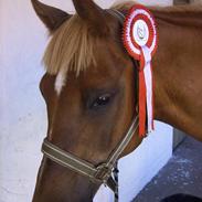 Anden særlig race Calibro **solgt**