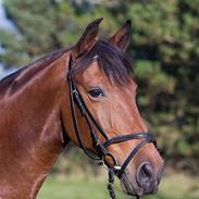 Anden særlig race Frøken Frederiksen