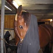 Anden særlig race Frøken Frederiksen