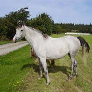 Sportsaraber (A) Monique