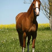 Arabisk fuldblod (OX) Glacer 