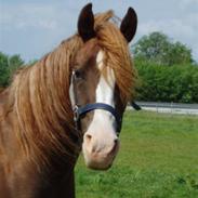 DSP Journey'<3 [Solgt] :'(