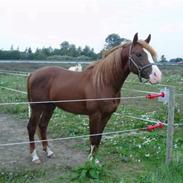 DSP Journey'<3 [Solgt] :'(