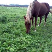 Anden særlig race Rubin