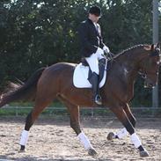 Dansk Varmblod Albani 